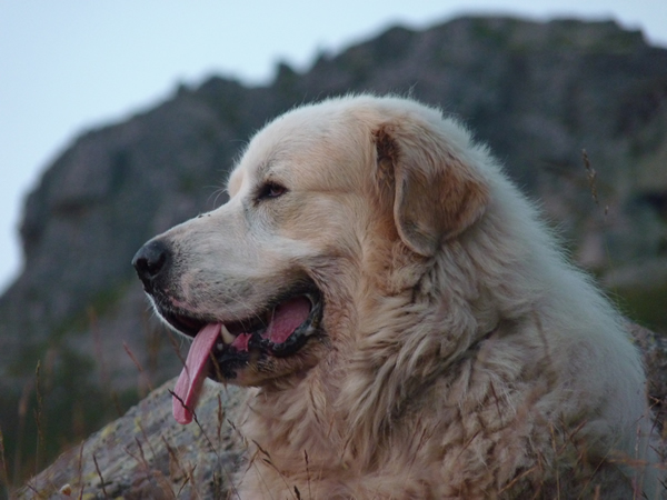 Chien de protection des troupeaux
