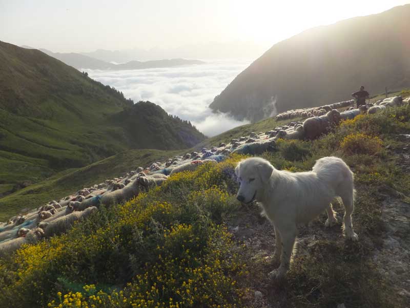 Le Patou des Pyrénées en estive