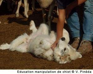 Clôture des candidatures ... Offre d'emploi Technicien.ne de Chien de Protection de Troupeau sur le département des Pyrénées Orientales (66)